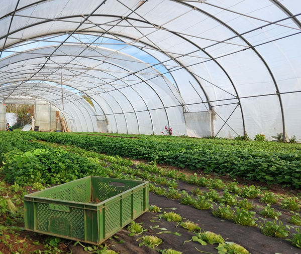 KI generiert: Ein Gewächshaus mit Pflanzenreihen und einer grünen Kiste im Vordergrund.