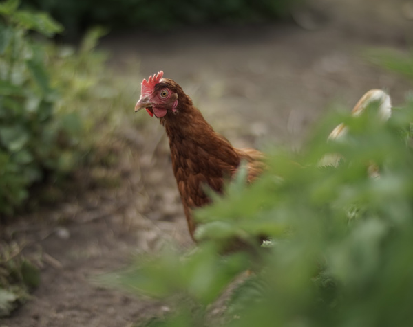 KI generiert: Ein braunes Huhn steht in einem grünen Garten.