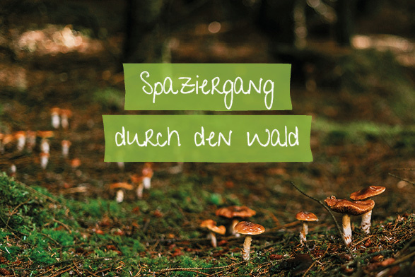 Pilze auf einem herbstlichen Wald-Moos-Boden