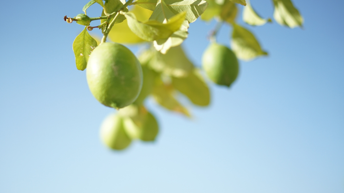 Grüne Zitronen am Baum hängend vor hellblauem Himmel