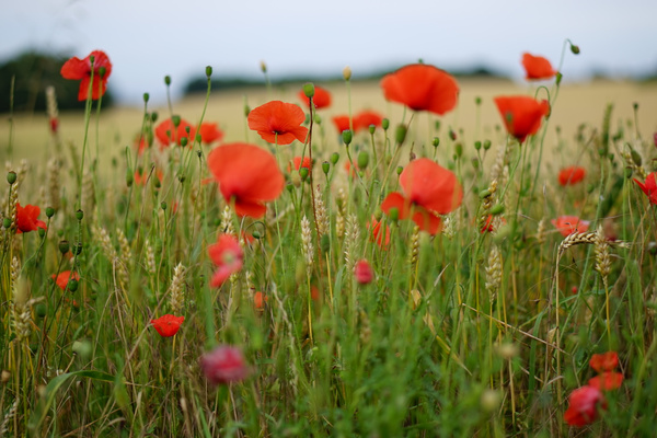 Ein Feld voller roter Mohnblumen vor verschwommenem Hintergrund.
