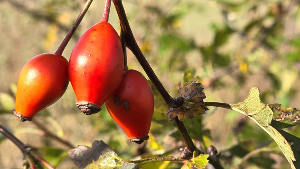 Detailbild 3 Hagebutten am Strauch im Sonnenlicht