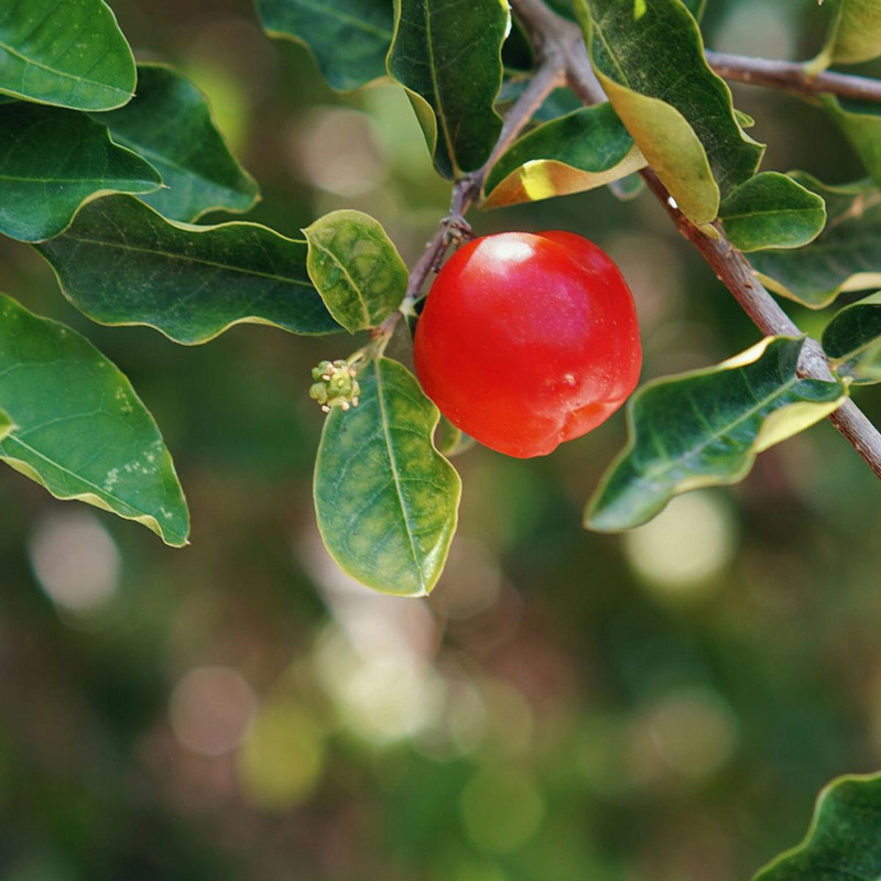 Nahrungsergänzung & Heilmittel