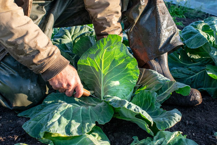 Landwirt mit Messer auf dem Feld bei der Kohlernte