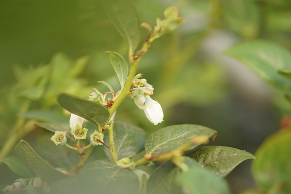KI generiert: Ein Ast mit weißen Blüten und grünen Blättern im Fokus, unscharfer Hintergrund.