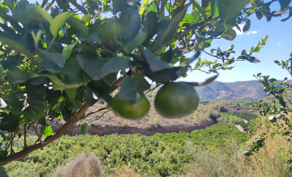 KI generiert: Das Bild zeigt zwei grüne Früchte, die an einem Baum hängen, mit einem weiten Blick auf eine hügelige Landschaft mit vielen Bäumen im Hintergrund. Der Fokus liegt auf den Früchten und dem grünen Laub im Vordergrund.