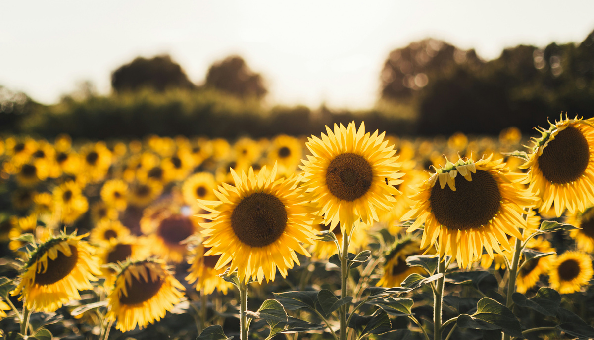 KI generiert: Ein Feld voller blühender Sonnenblumen bei Sonnenuntergang.