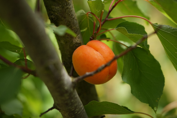 KI generiert: Reife Aprikose hängt an einem Baumzweig mit grünen Blättern.