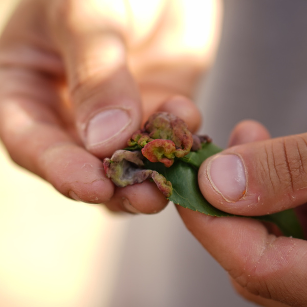 KI generiert: Nahaufnahme von Händen, die ein deformiertes Blatt halten.