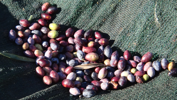 Grünland Bio Lieferant Ölkännchen Oliven im Pflücknetz