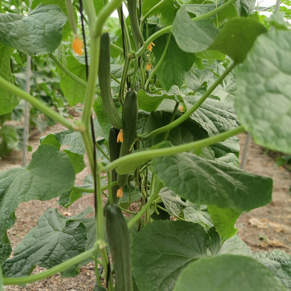 KI generiert: Das Bild zeigt eine Nahaufnahme von Gurkenpflanzen, die in einem Gewächshaus wachsen. Man sieht mehrere reifende Gurken und grüne Blätter.