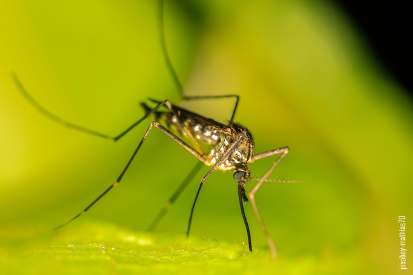 Mücke vor grünem Hintergrund