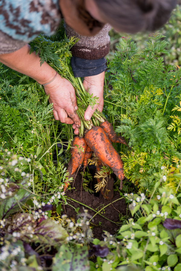 KI generiert: Eine Person erntet frische Karotten aus einem Garten.