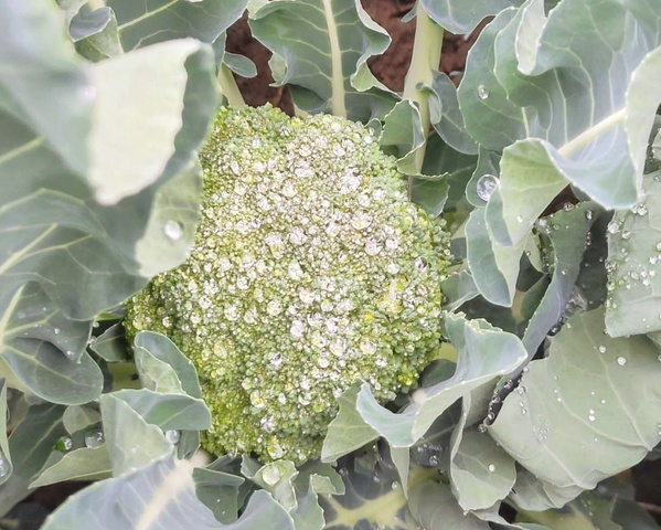 KI generiert: Ein frischer Brokkoli mit Wassertropfen auf den Röschen und Blättern.
