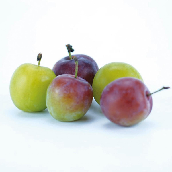 Produktfoto zu Reneclauden