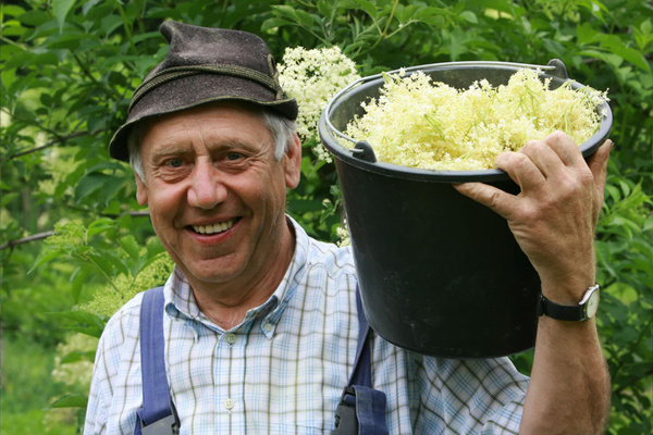 Grünland Bio Lieferant Hollala - Holunderblüten-Ernte