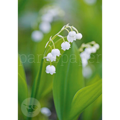 Produktfoto zu Postkarte Maiglöckchen
