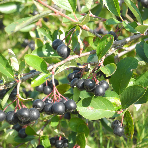 Küppers Altmärker Wildfrucht Aroniabeeren am Strauch