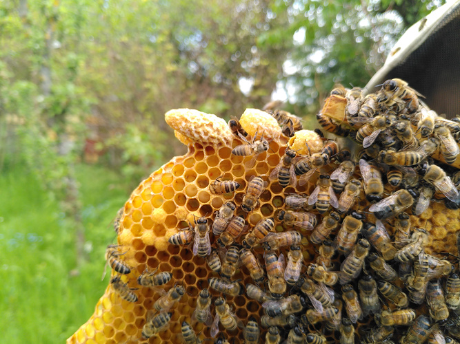 Honigwabe mit Bienen
