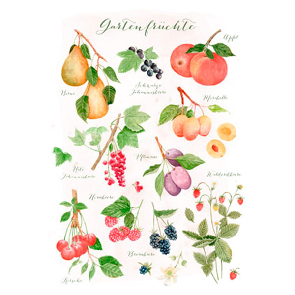 Produktfoto zu Postkarte Gartenfrüchte