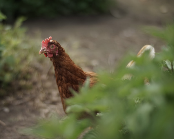 Glückliches Huhn im Auslauf