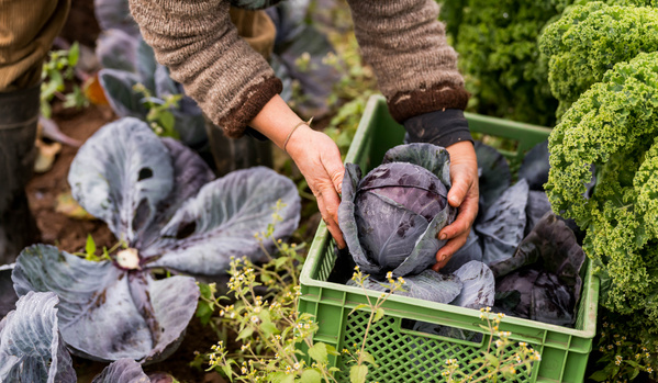 KI generiert: Jemand erntet violetten Kohl in einem Garten und legt ihn in eine grüne Kiste.