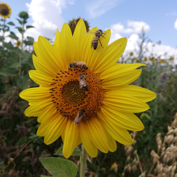 Bienen auf der Blüte einer Sonnenblume