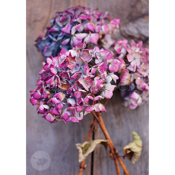 Produktfoto zu Postkarte Bezaubernde Hortensieblüten