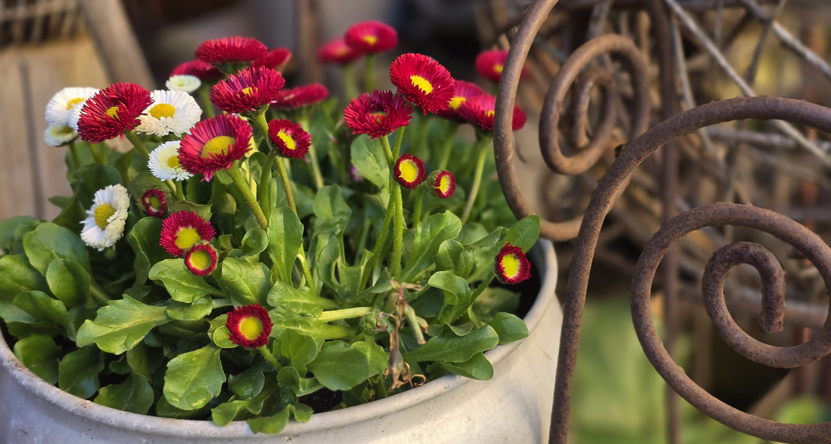 KI generiert: Blumen in einem Topf; rote und weiße Gänseblümchen in einem Metalltopf, umgeben von dekorativem Metall.