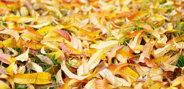 Herbstblätter gelb rot auf Wiese