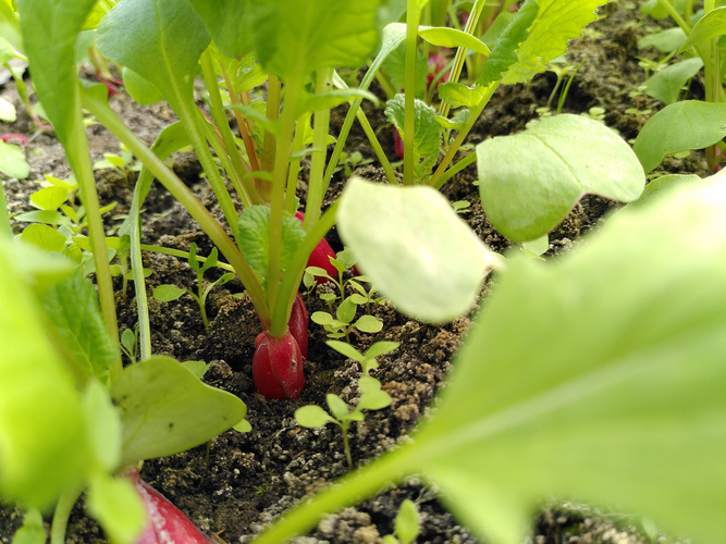 Radieschen kurz vor der Ernte