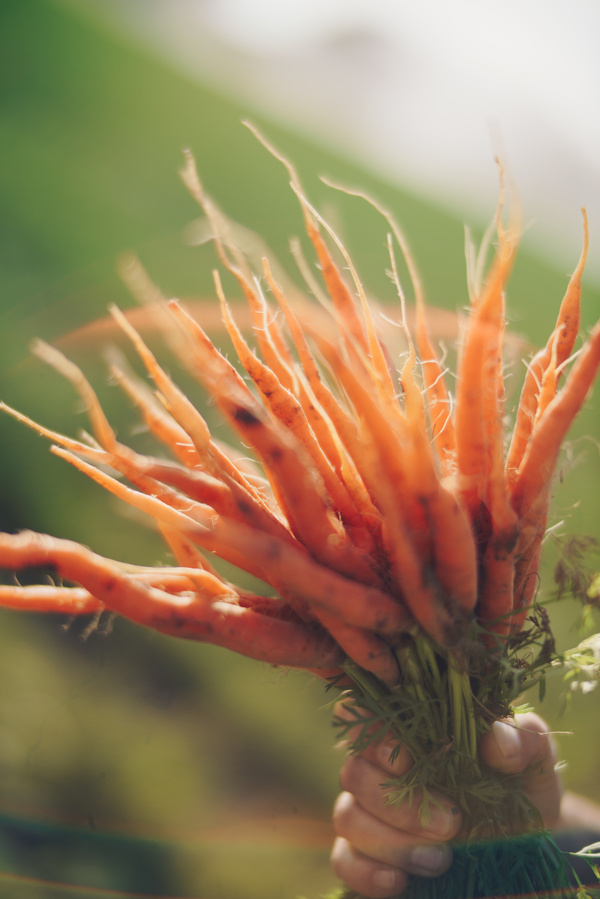 Bund frisch geerntete Möhren von Hand gehalten