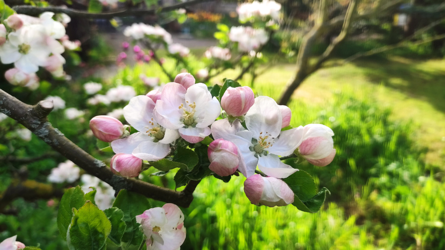 Apfelblüten und Knospen am Baum