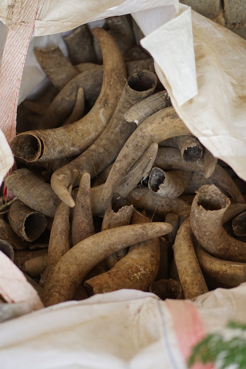 KI generiert: Haufen von Kuhhörnern in einem offenen Sack.