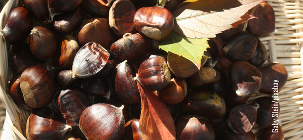 KI generiert: Das Bild zeigt einen Korb voller glänzender Kastanien, dekoriert mit bunten Herbstblättern. Die Aufnahme strahlt eine herbstliche Stimmung aus.