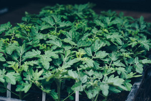 KI generiert: Mehrere grüne Pflanzensetzlinge in einem Tray.