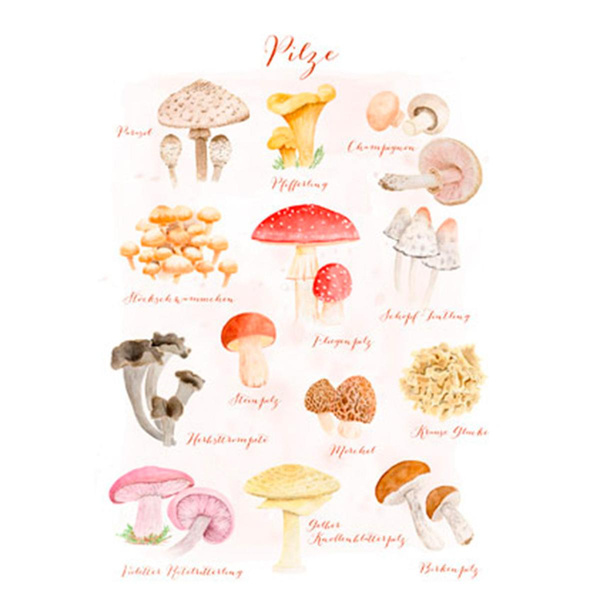 Produktfoto zu Postkarte Heimische Pilze