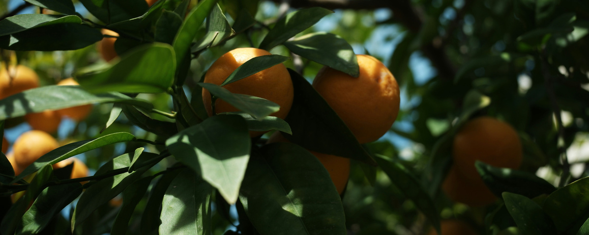 KI generiert: Orangen hängen an einem Baum zwischen greenen Blättern.