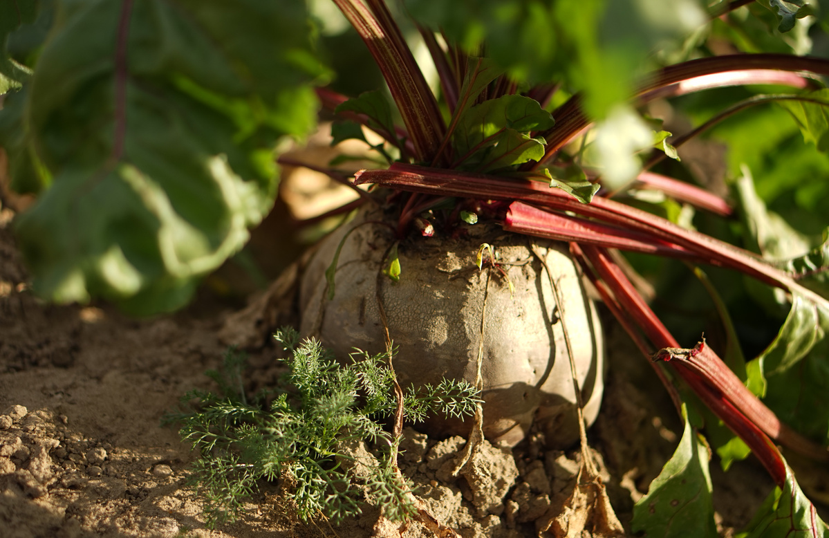 Rübe auf dem Acker