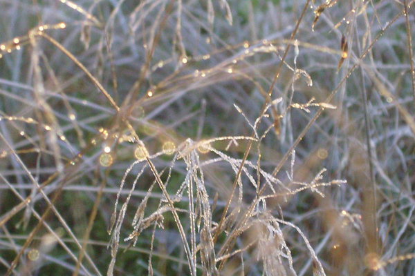 Gräser im Winter mit Raureif im Sonnenlicht