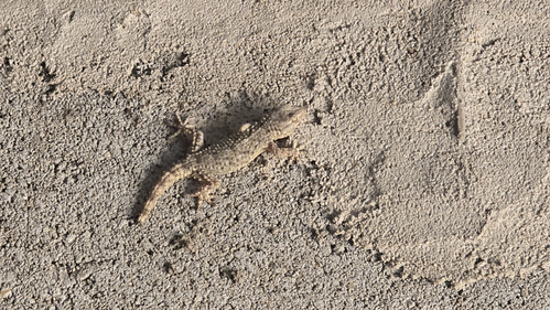 KI generiert: Eine Eidechse auf sandigem Untergrund.