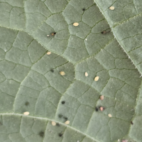 KI generiert: Das Bild zeigt eine Nahaufnahme eines grünen Blattes mit mehreren kleinen Insekten darauf. Die Insekten sind klein und beige bis schwarz gefärbt.