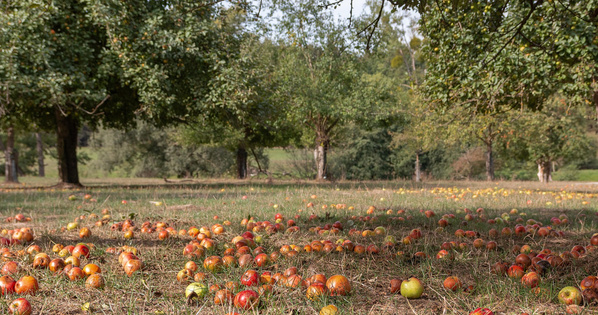 KI generiert: Heruntergefallene Äpfel liegen verstreut auf einer Wiese unter Obstbäumen im Sonnenschein.