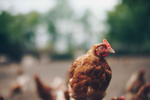 Grünland Bio Lieferant Biolandhof Wiersdorf