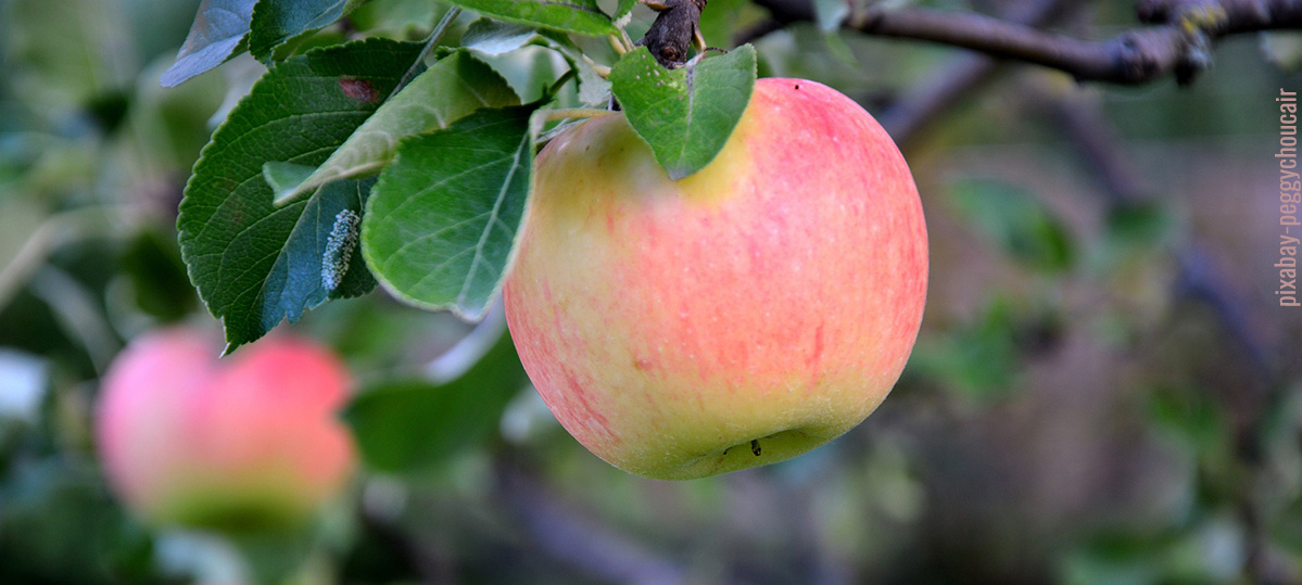 Apfel rosa-rot überhaucht am Baum hängend