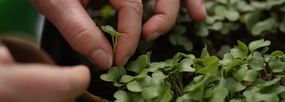 Erstes Pikieren der Jungpflanzen