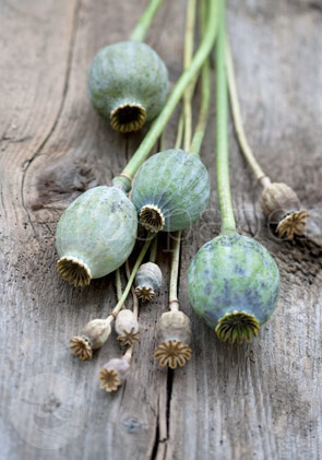 KI generiert: Grüne Mohnkapseln liegen auf einem hölzernen Untergrund.