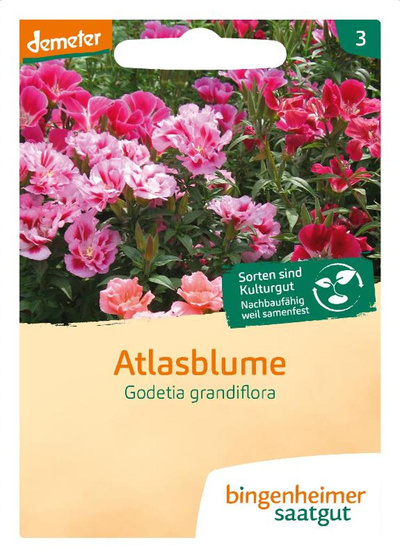 Produktfoto zu Saatgut Atlasblume