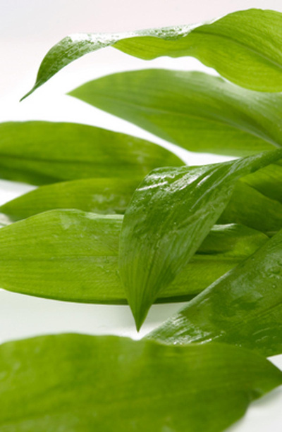 Produktfoto zu Bärlauch