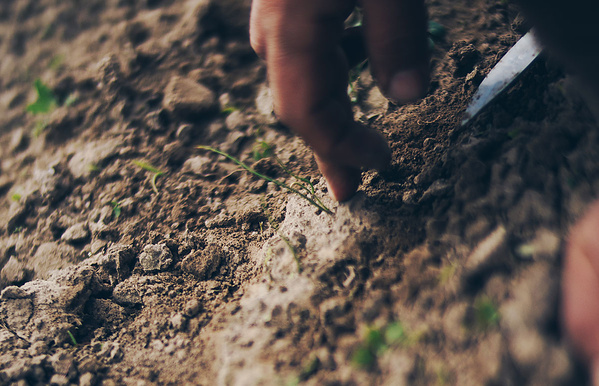 Hand befühlt Qualität des Ackerbodens